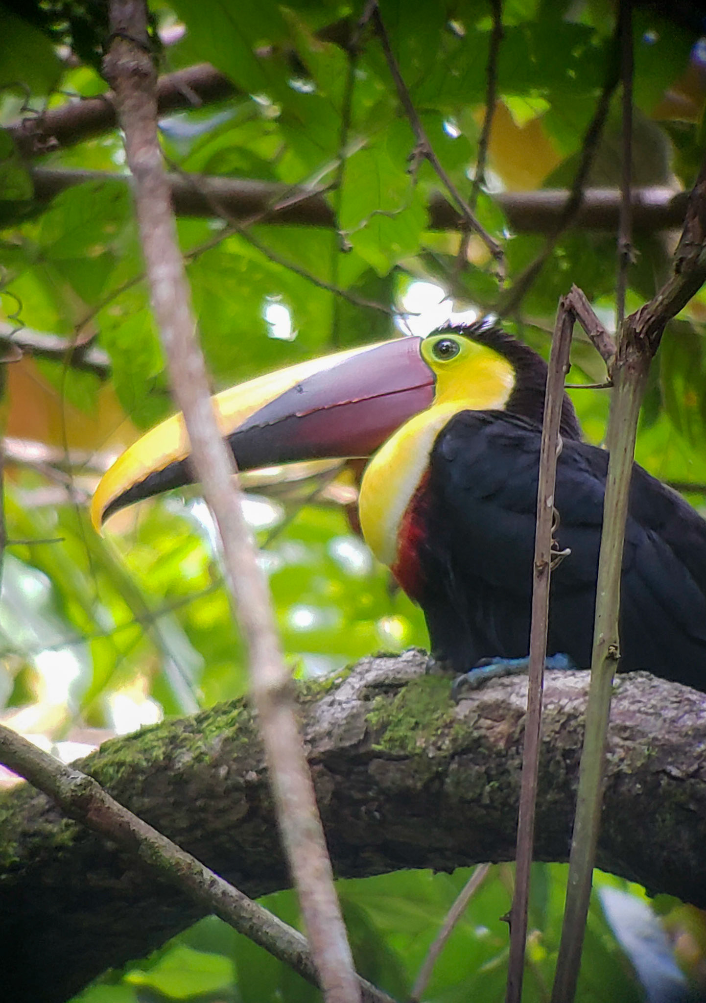 Toucan @ Arenas del Mar, Manuel Antonio, Costa Rica