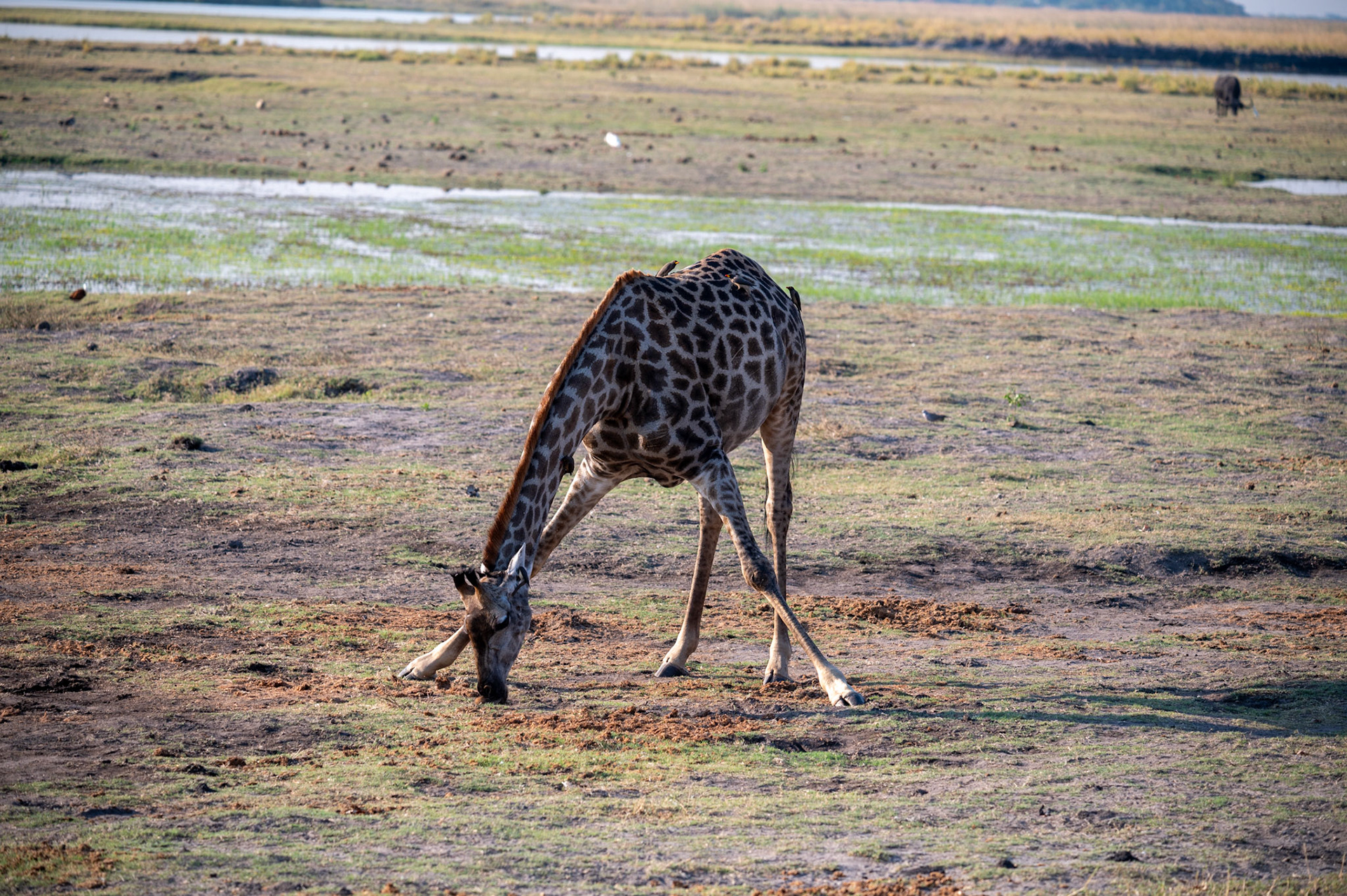Giraffe eating from the ground, Chobe National Park, Botswana, Africa