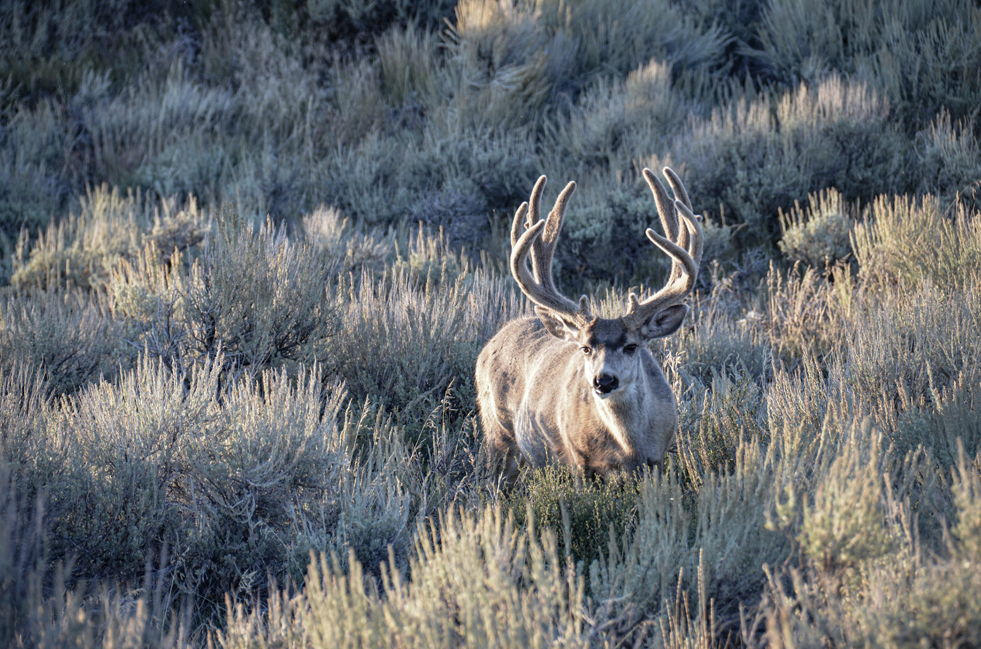 Jackson Hole Wyoming
