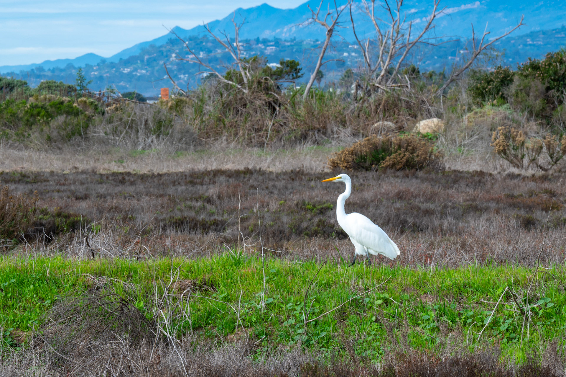 Carpinteria Salt Marsh, Carpinteria, California