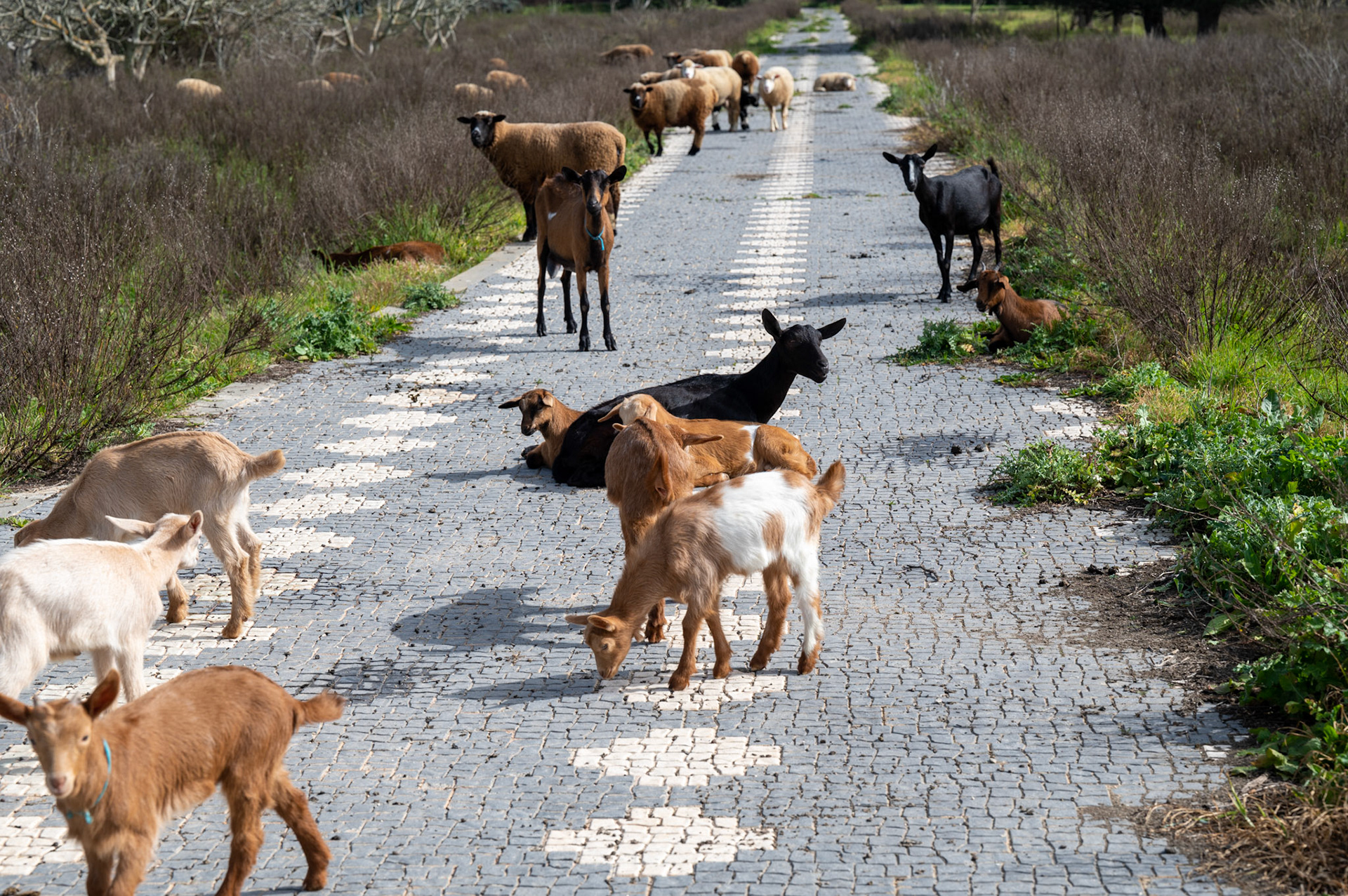 Sheep and Goats, Alvor Portugal