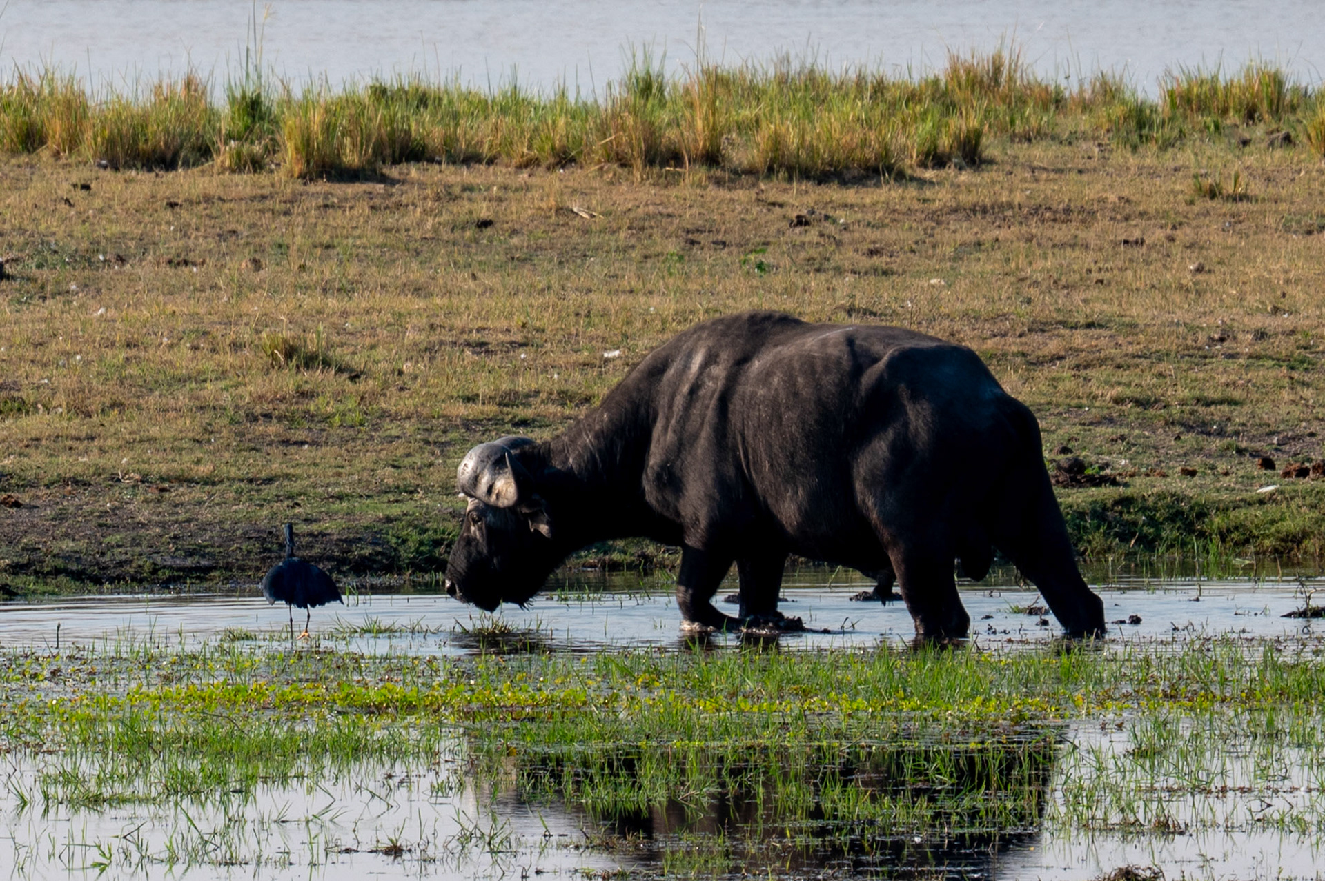Water Buffalo vs Bird, Chobe National Park, Botswana, Africa
