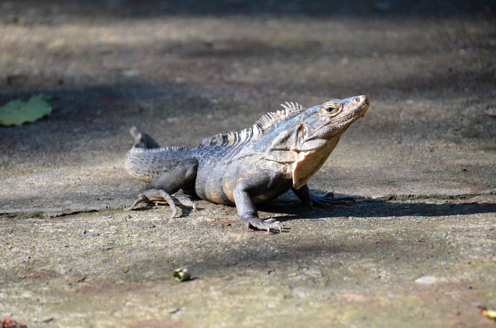 Iguana @ Arenas del Mar - Manuel Antonio, Costa Rica