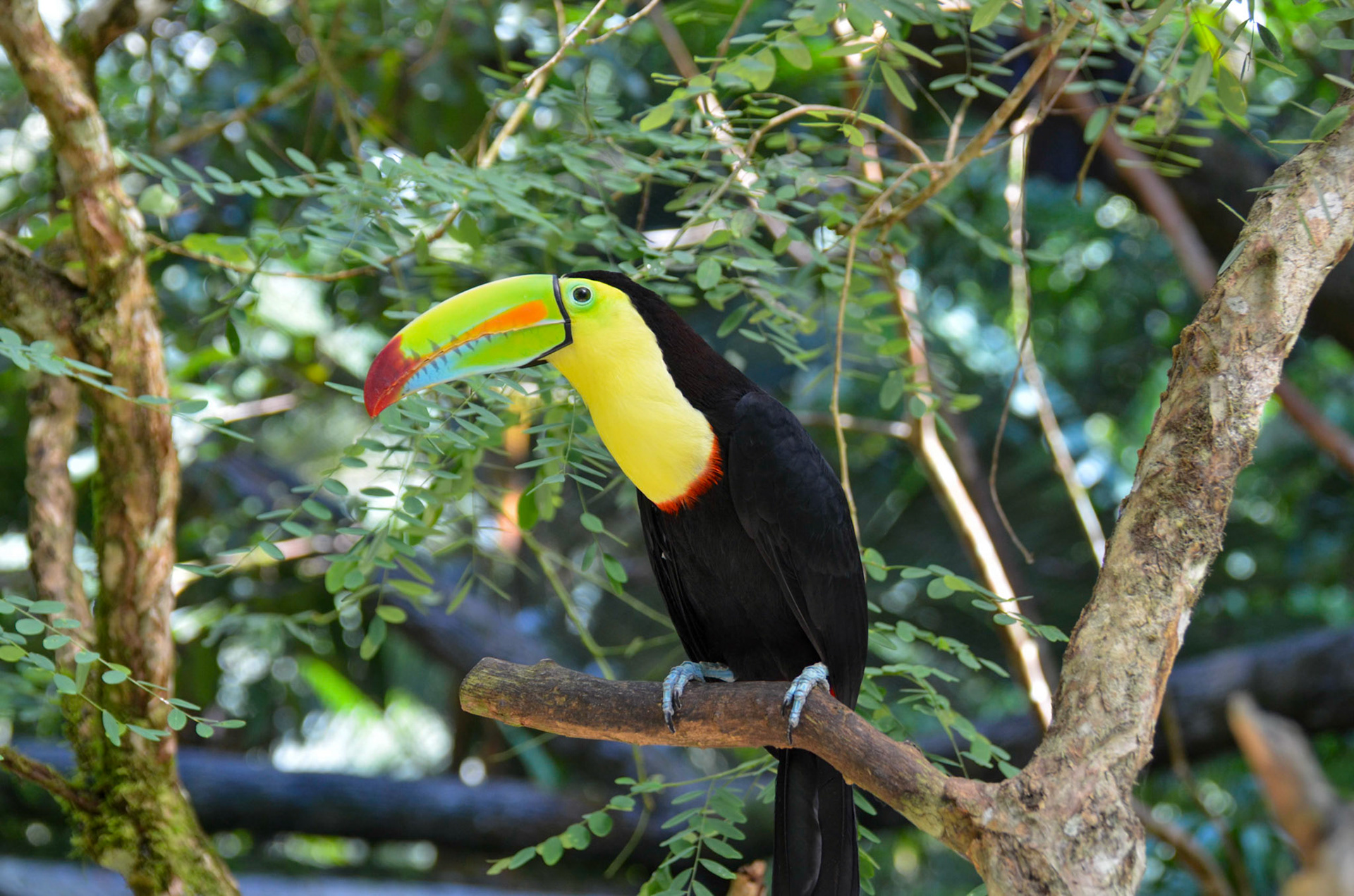 Toucan @ The Springs Resort, Costa Rica