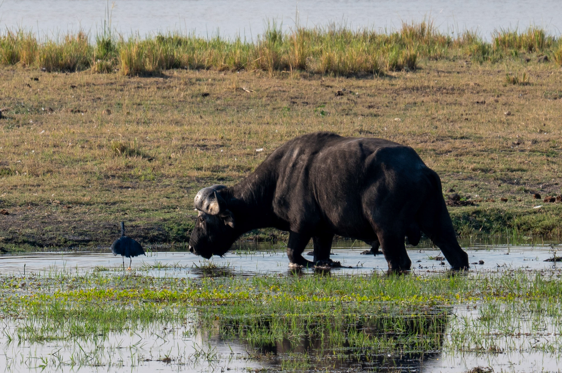 Water Buffalo vs Bird, Chobe National Park, Botswana, Africa