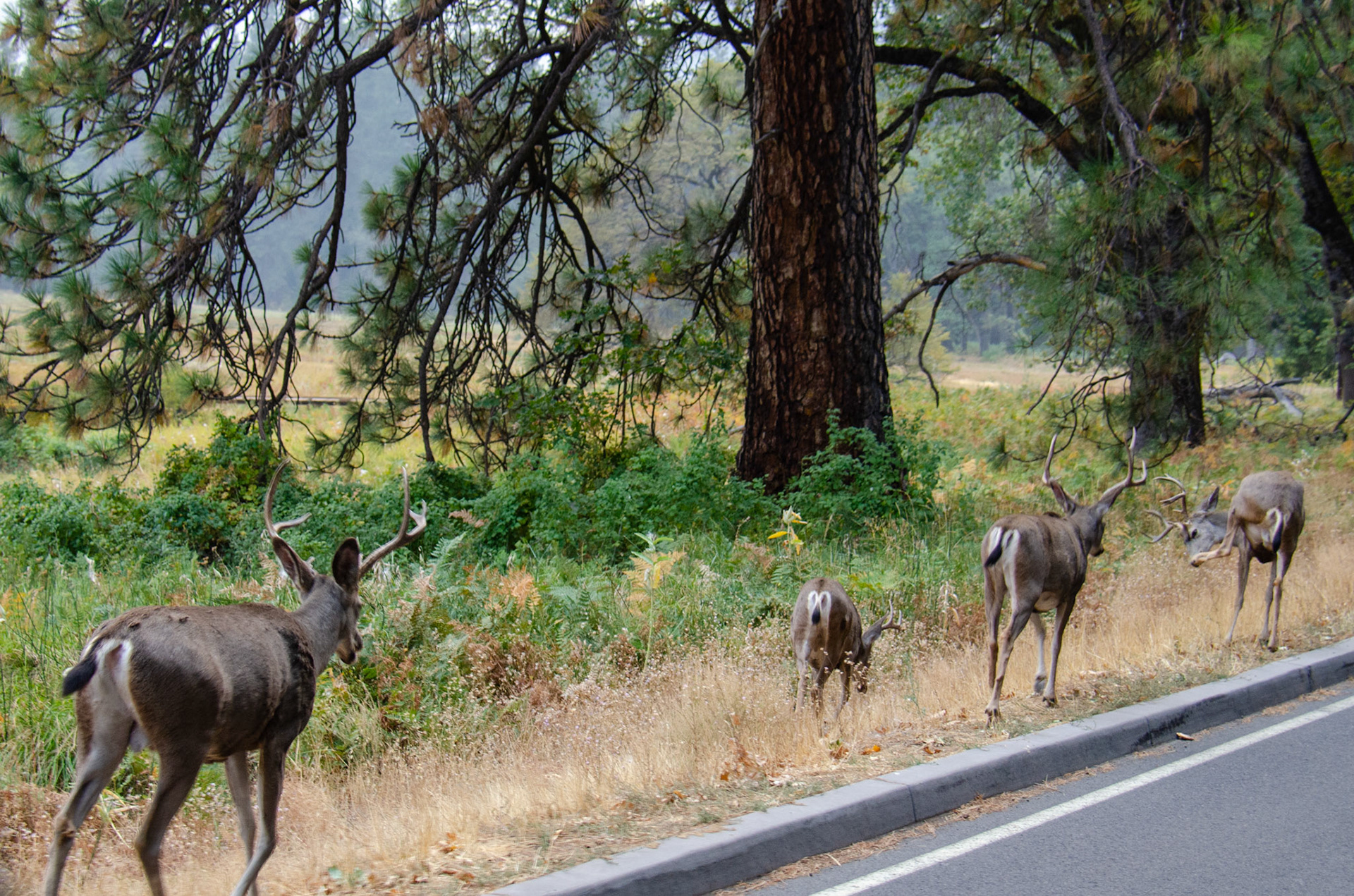 Yosemite, California