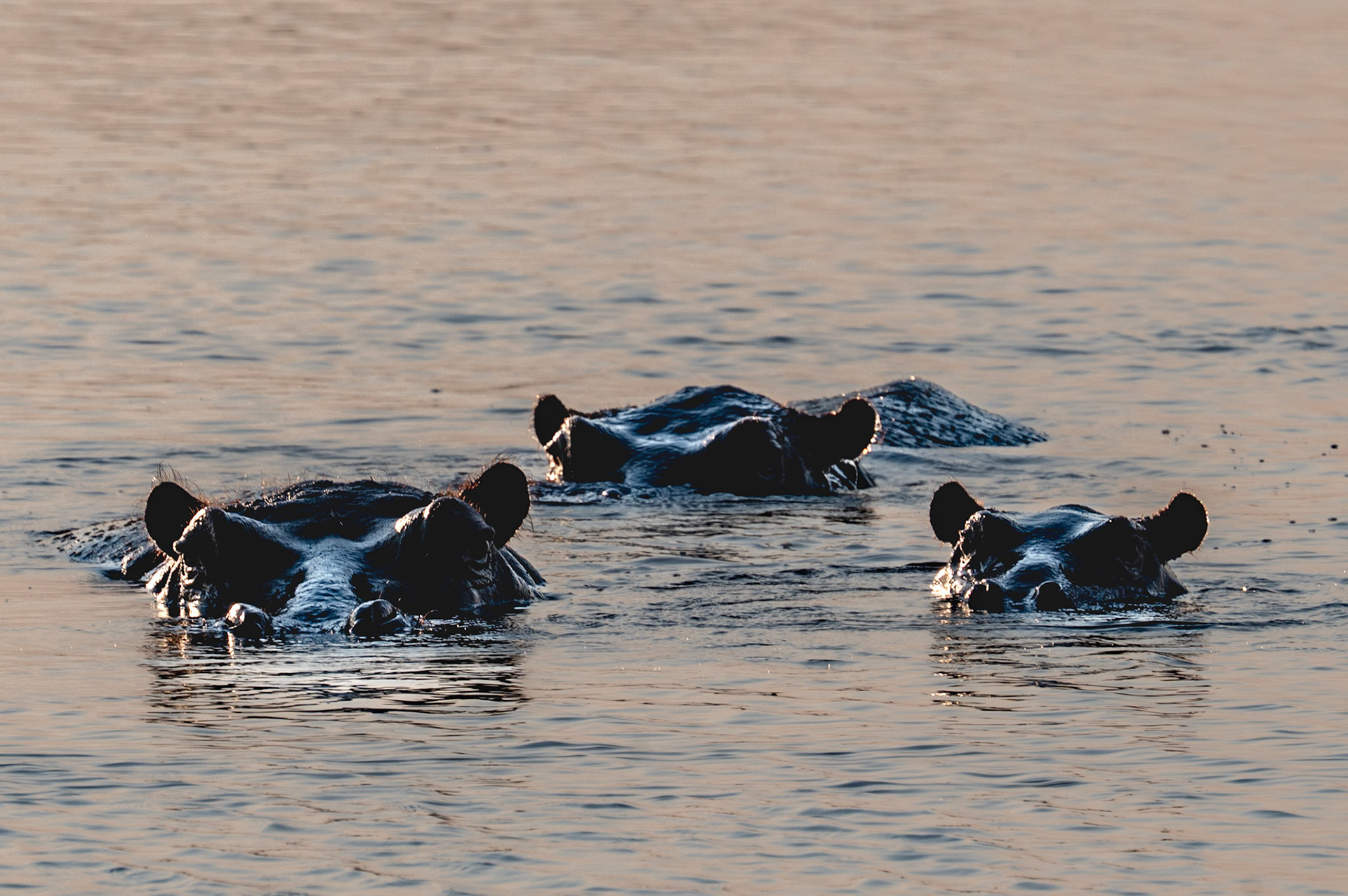 Hippos, Chobe National Park, Botswana, Africa