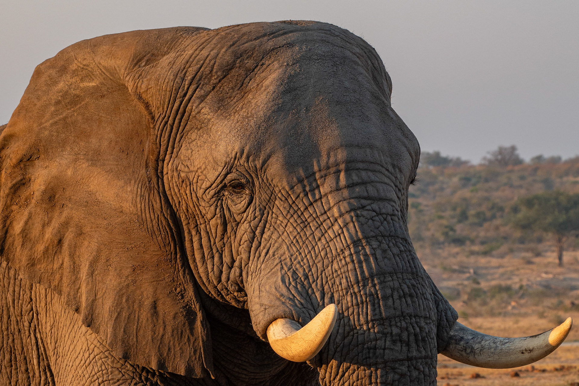 Sebakwe @ HERD (Hoedspruit Elephant Rehabilitation and Development) near Kruger in S. Africa