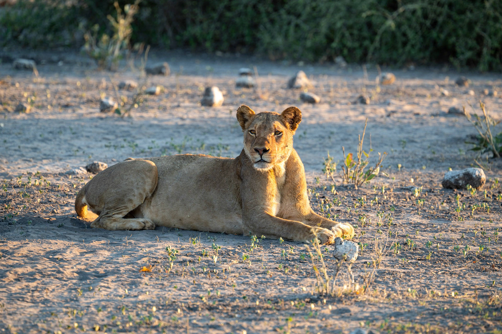Majestic female lion, Chobe National Park, Botswana, Africa