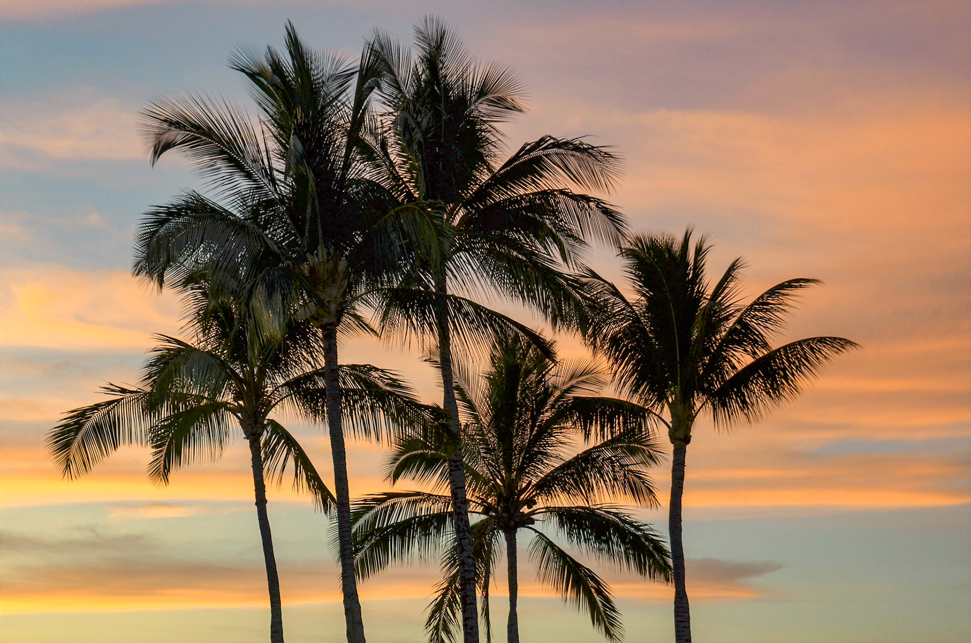 Palm trees at Sunset - Hawaii