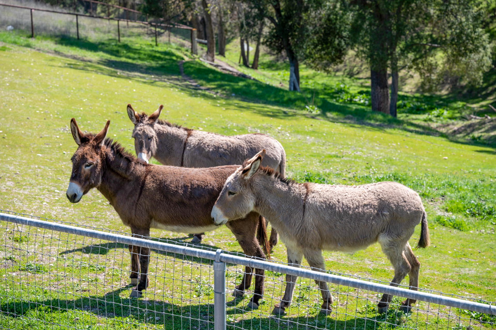 Paso Robles, California