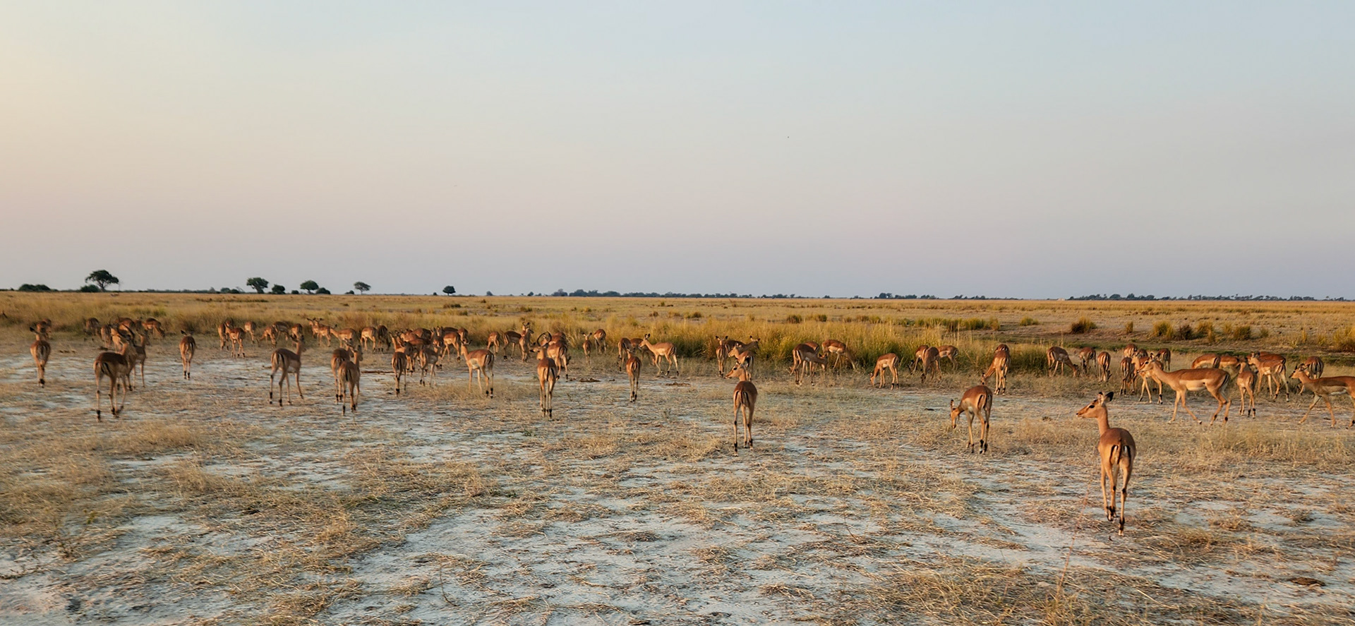 Impala Herd, Chobe National Park, Botswana, Africa
