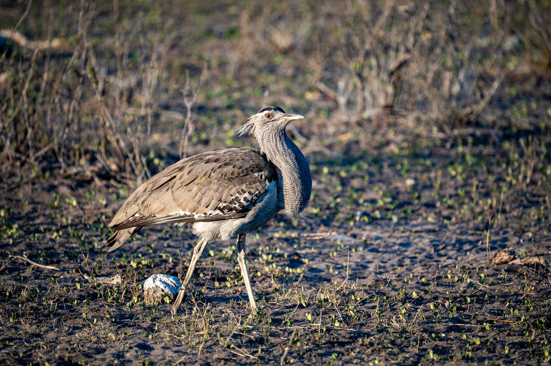 African Kori Bustard, Chobe National Park, Botswana, Africa