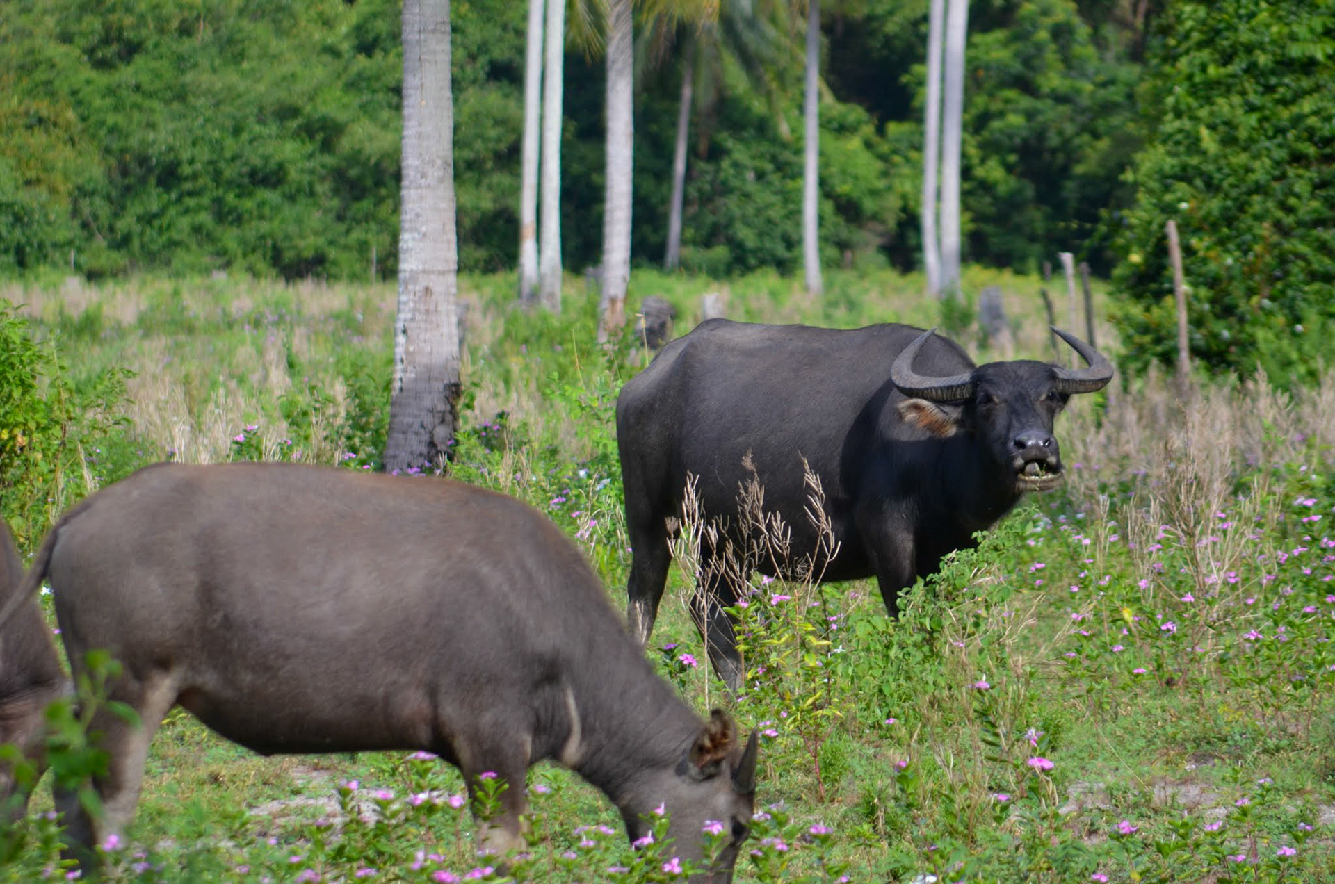Water Buffalo, Phuket Thailand