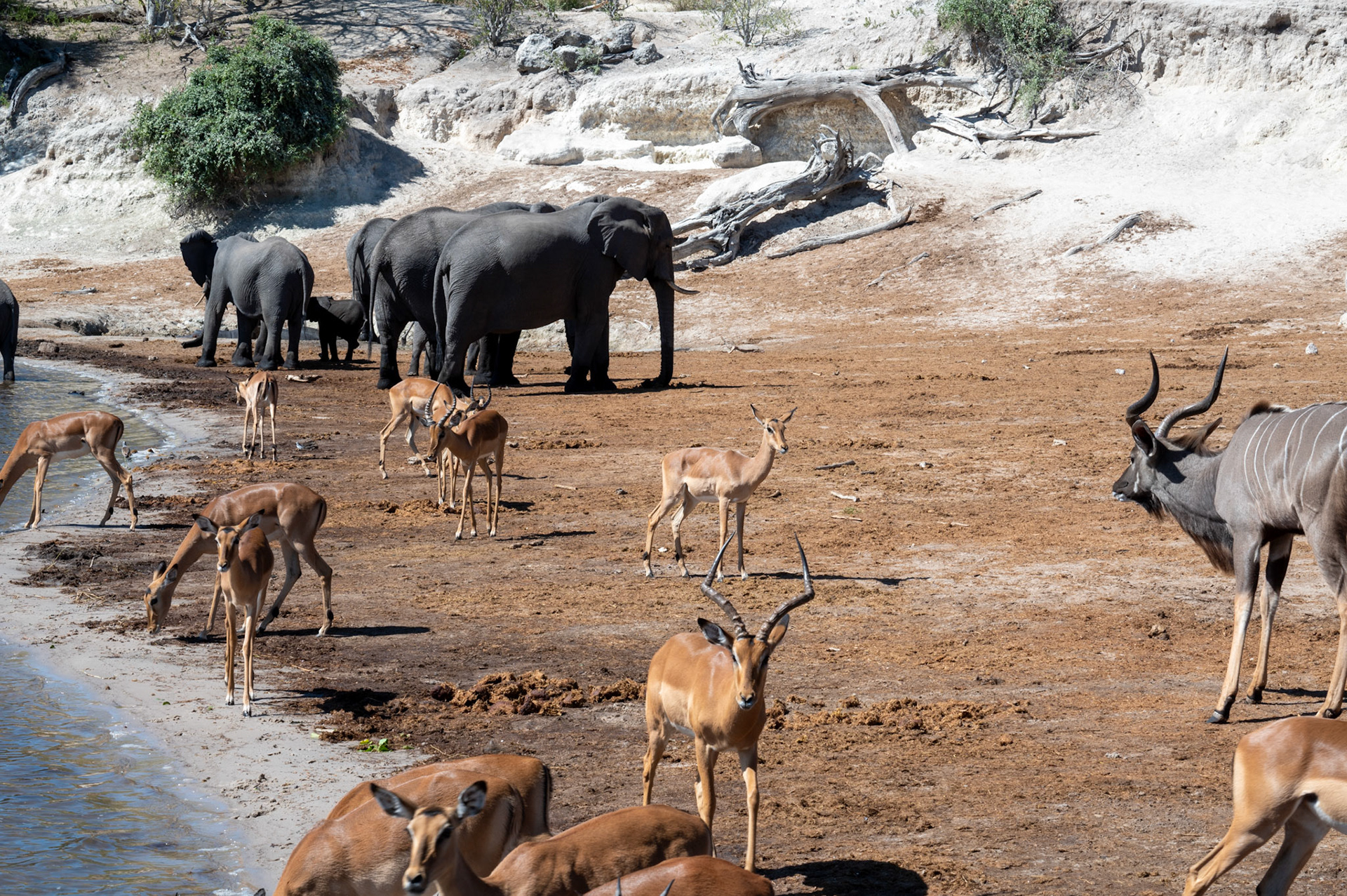 Elephants, Kudu and Impala herd at the watering hole, Chobe National Park, Botswana, Africa