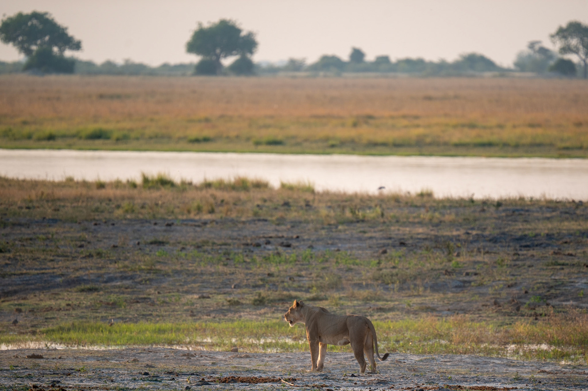 Lioness on the hunt, Chobe National Park, Botswana, Africa