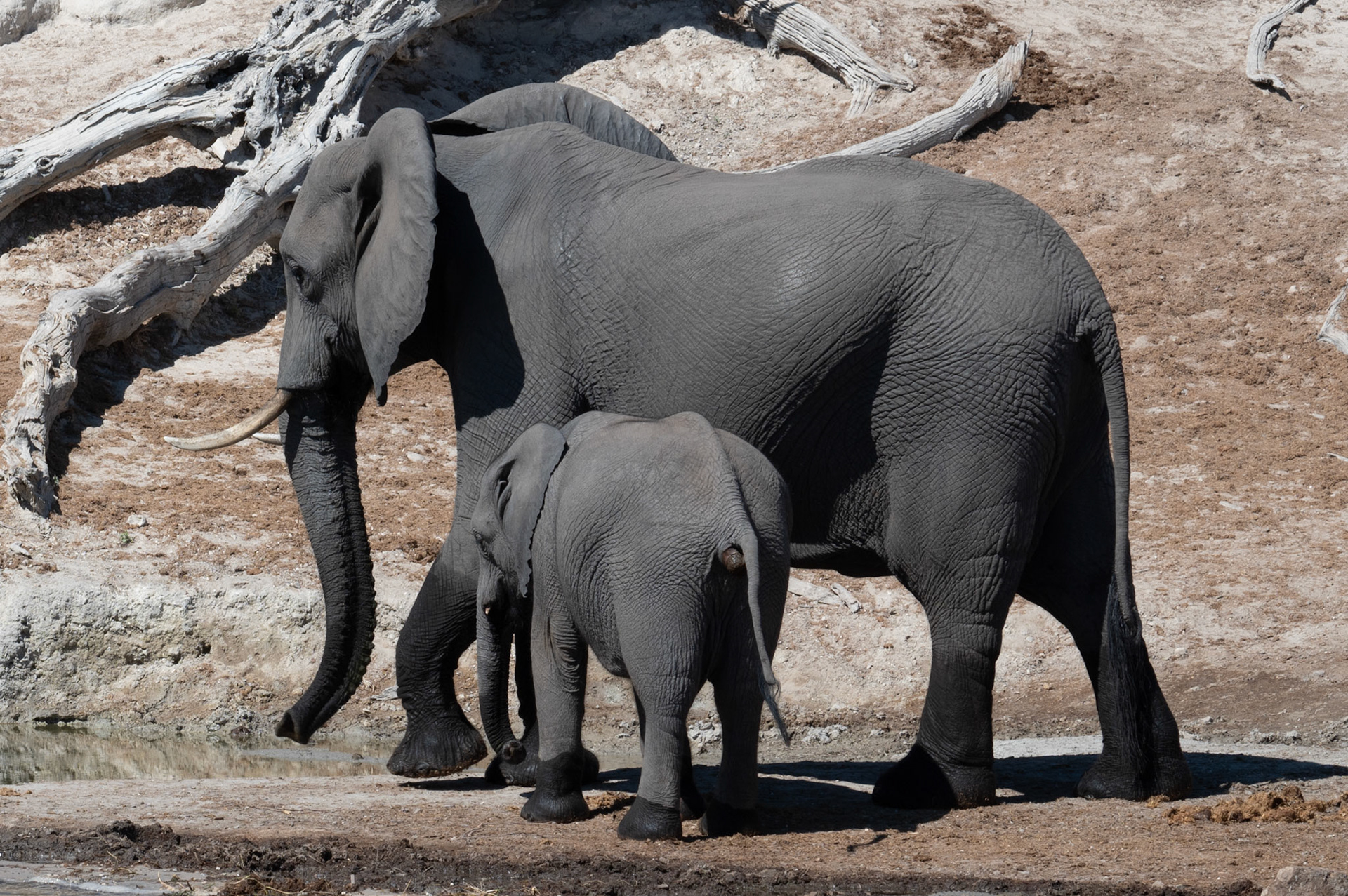 Mother and baby elephant, Chobe National Park, Botswana, Africa