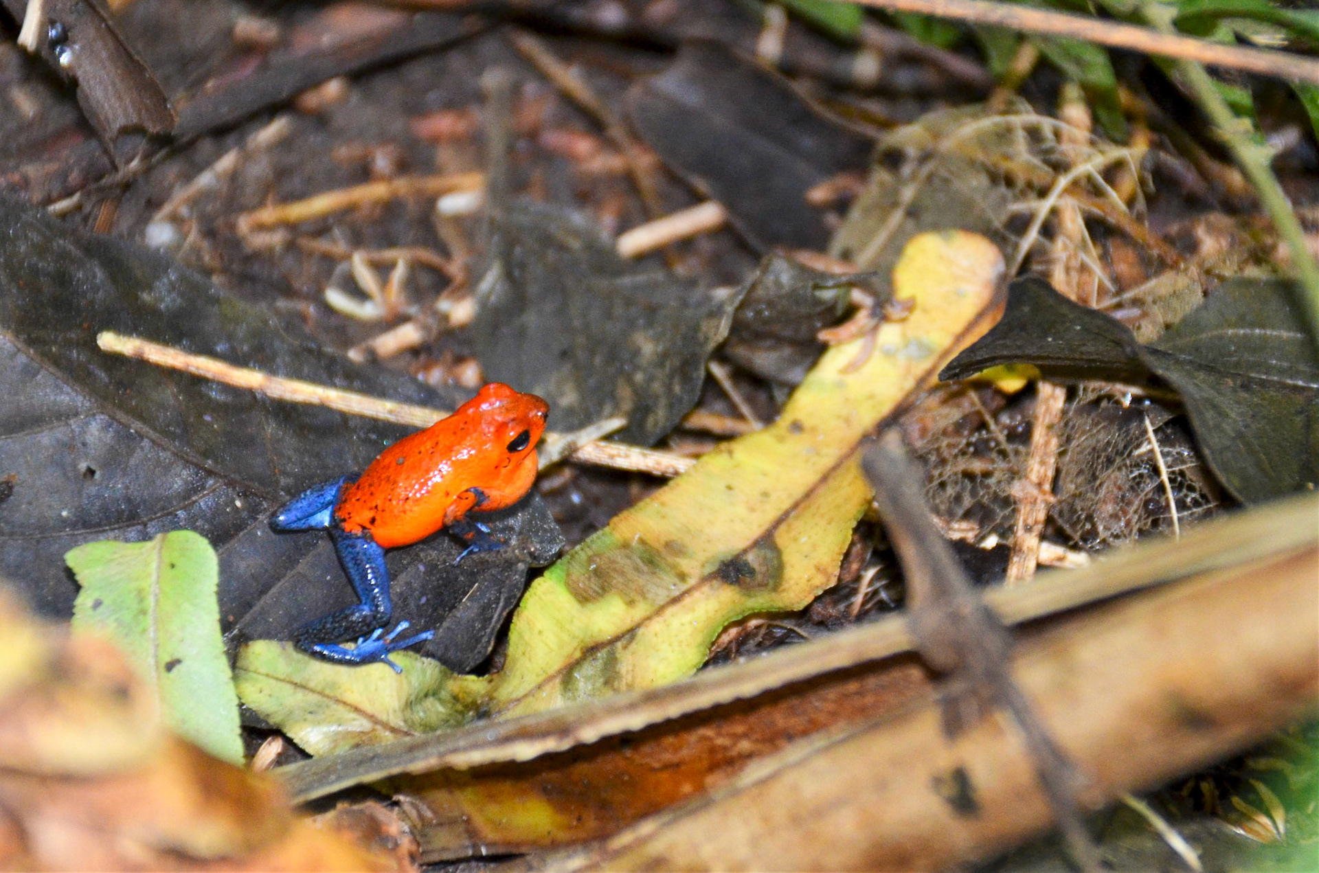 "Blue Jean" Poison Dart Frog - Cosat Rica