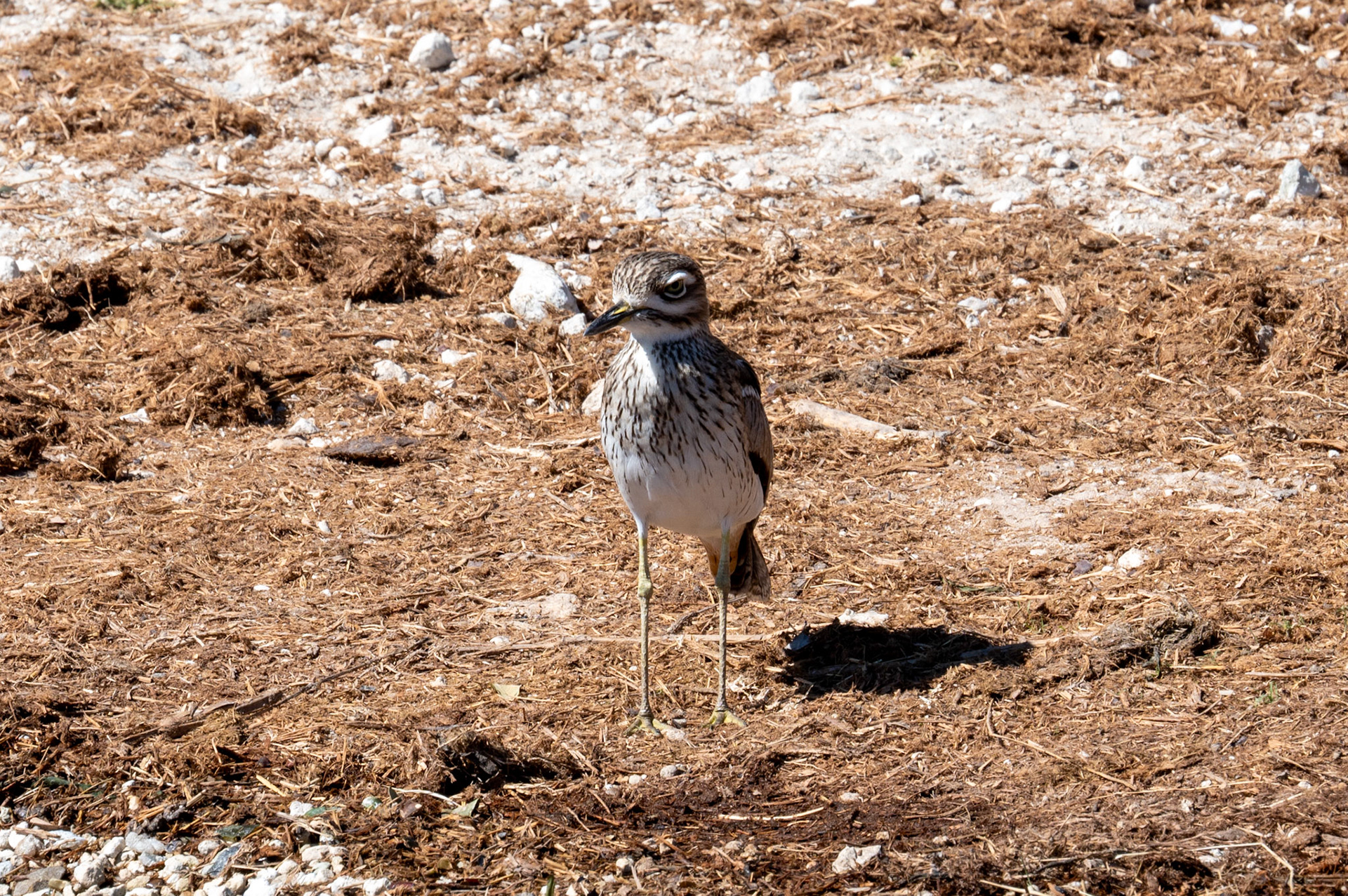 Stone-Curlew, Chobe National Park, Botswana, Africa