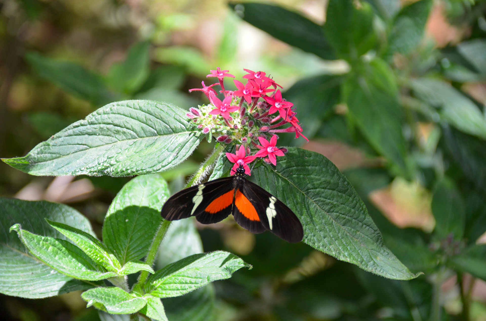 Gardens @ Finca Rosa Blanca Coffee Farm &amp; Inn