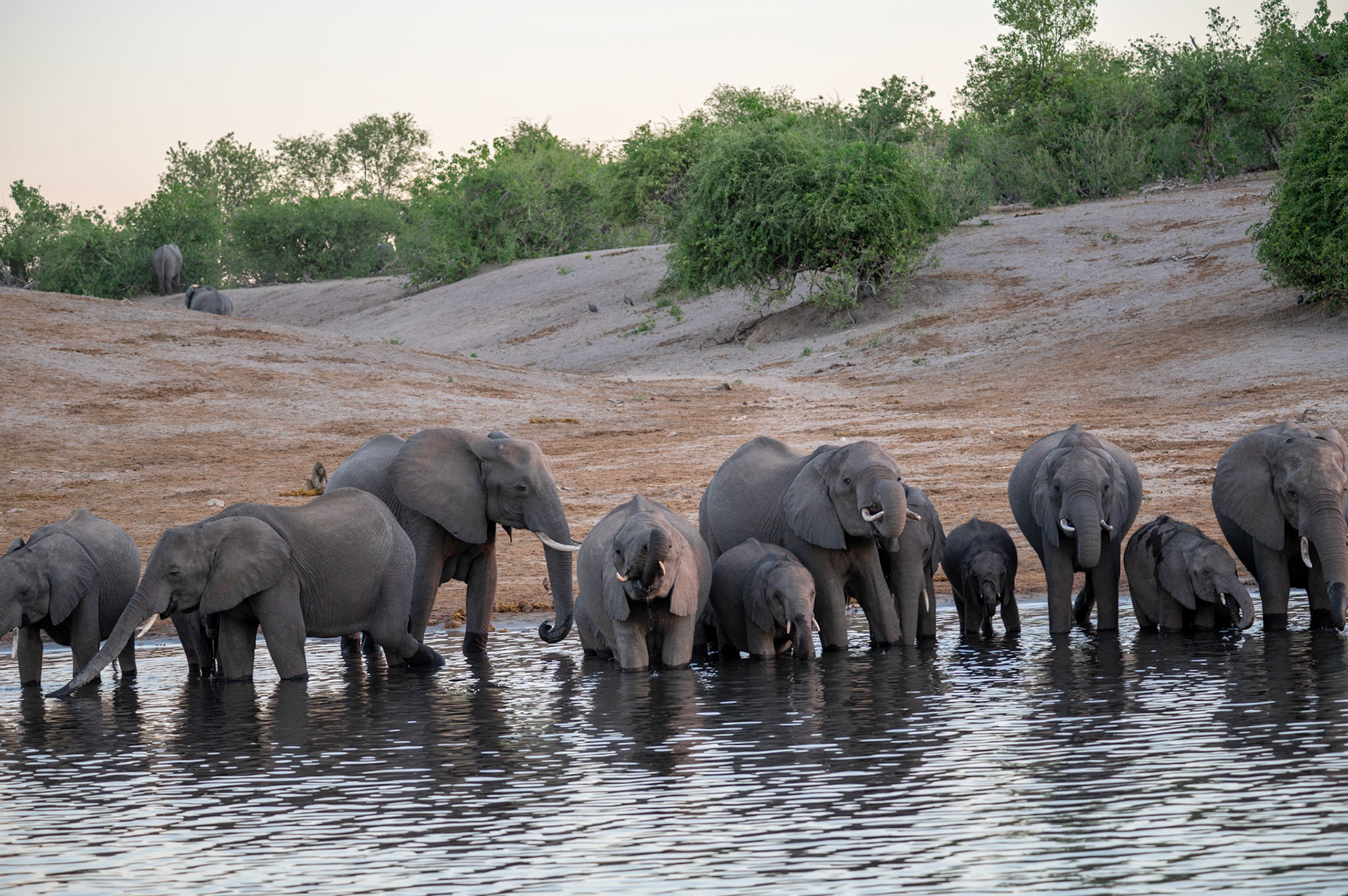 Herd of elephants at the waterhole at dusk, Chobe National Park, Botswana, Africa