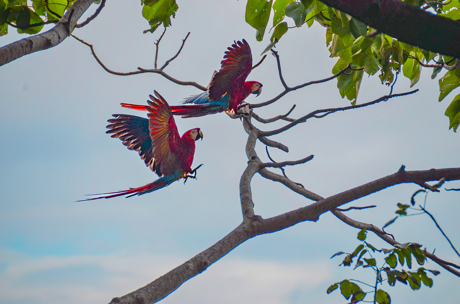 Wild Macaw's - Jaco, Costa Rica