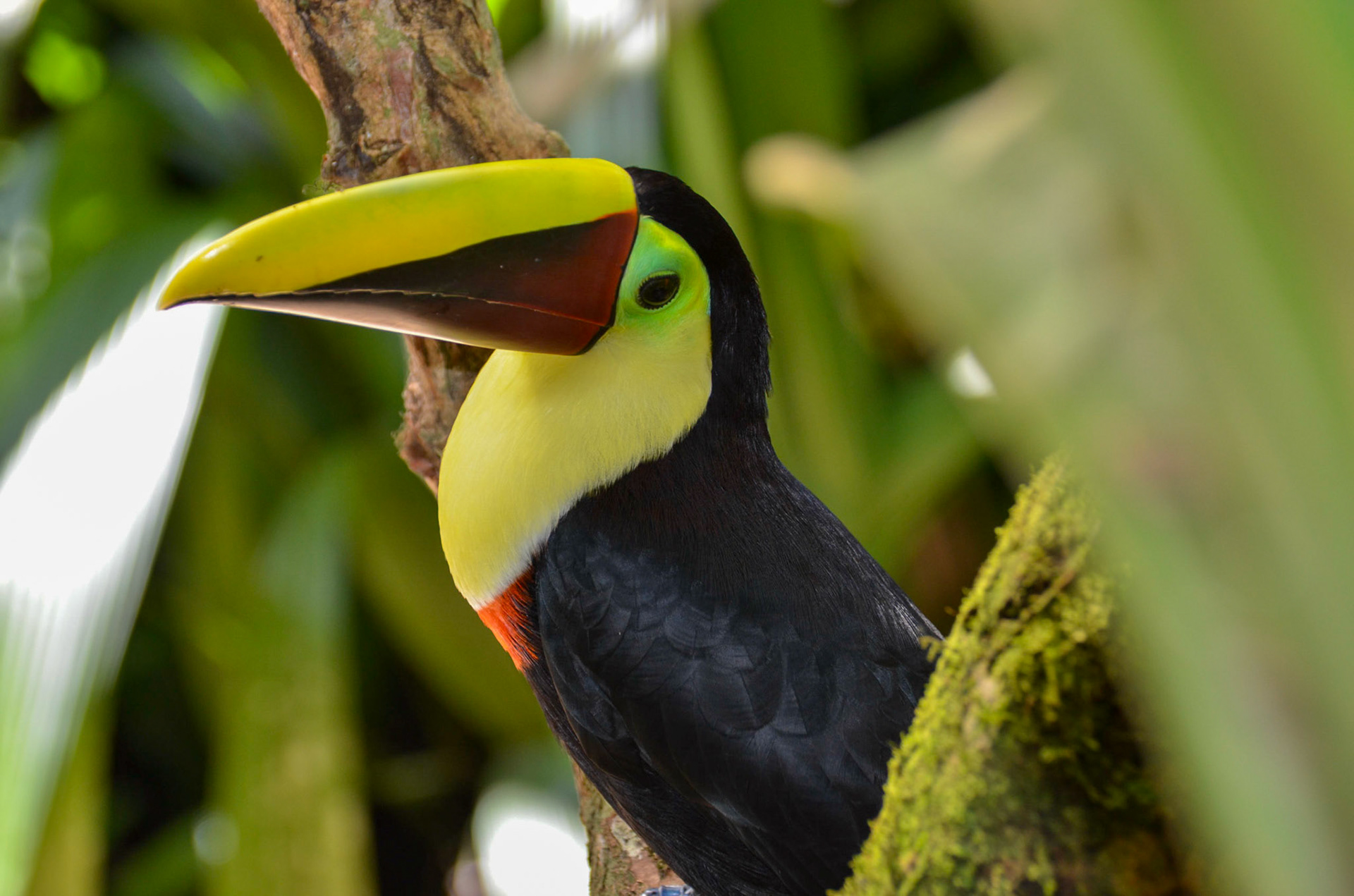 Toucan @ The Springs Resort, Costa Rica
