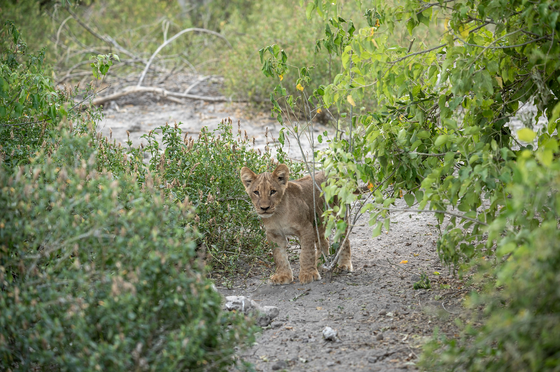 Lion cub hiding in the bush, Chobe National Park, Botswana, Africa