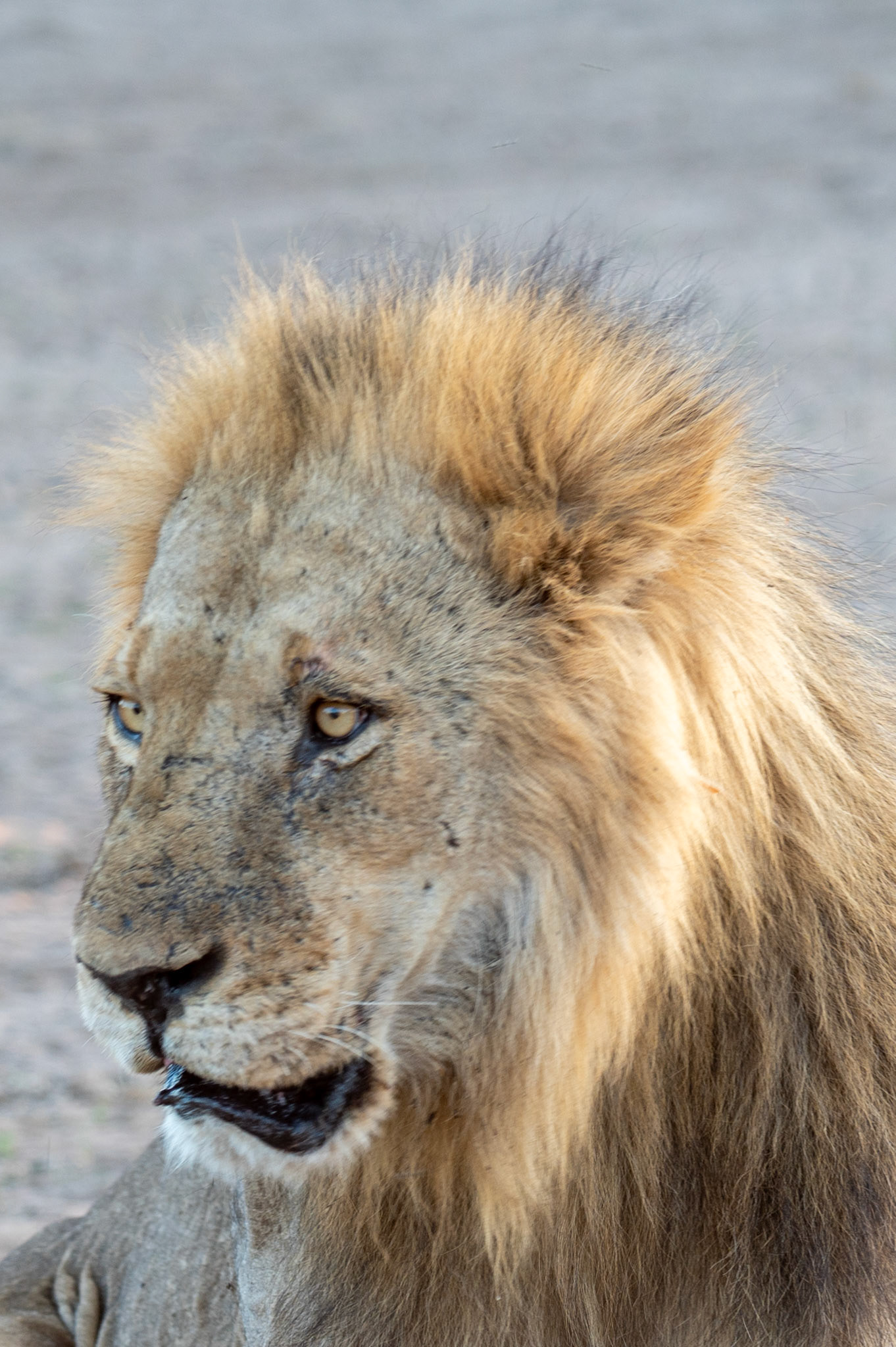 Senior male lion, Chobe National Park, Botswana, Africa