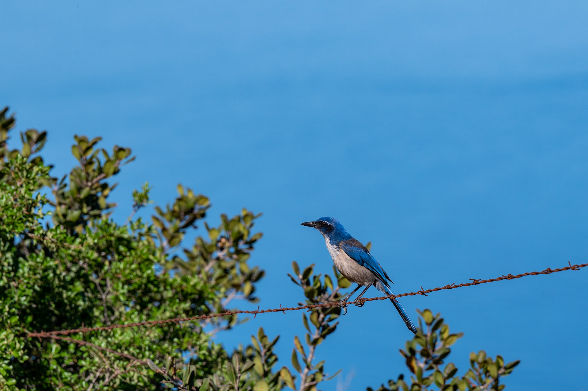 Channel Islands National Park, Anacapa Island