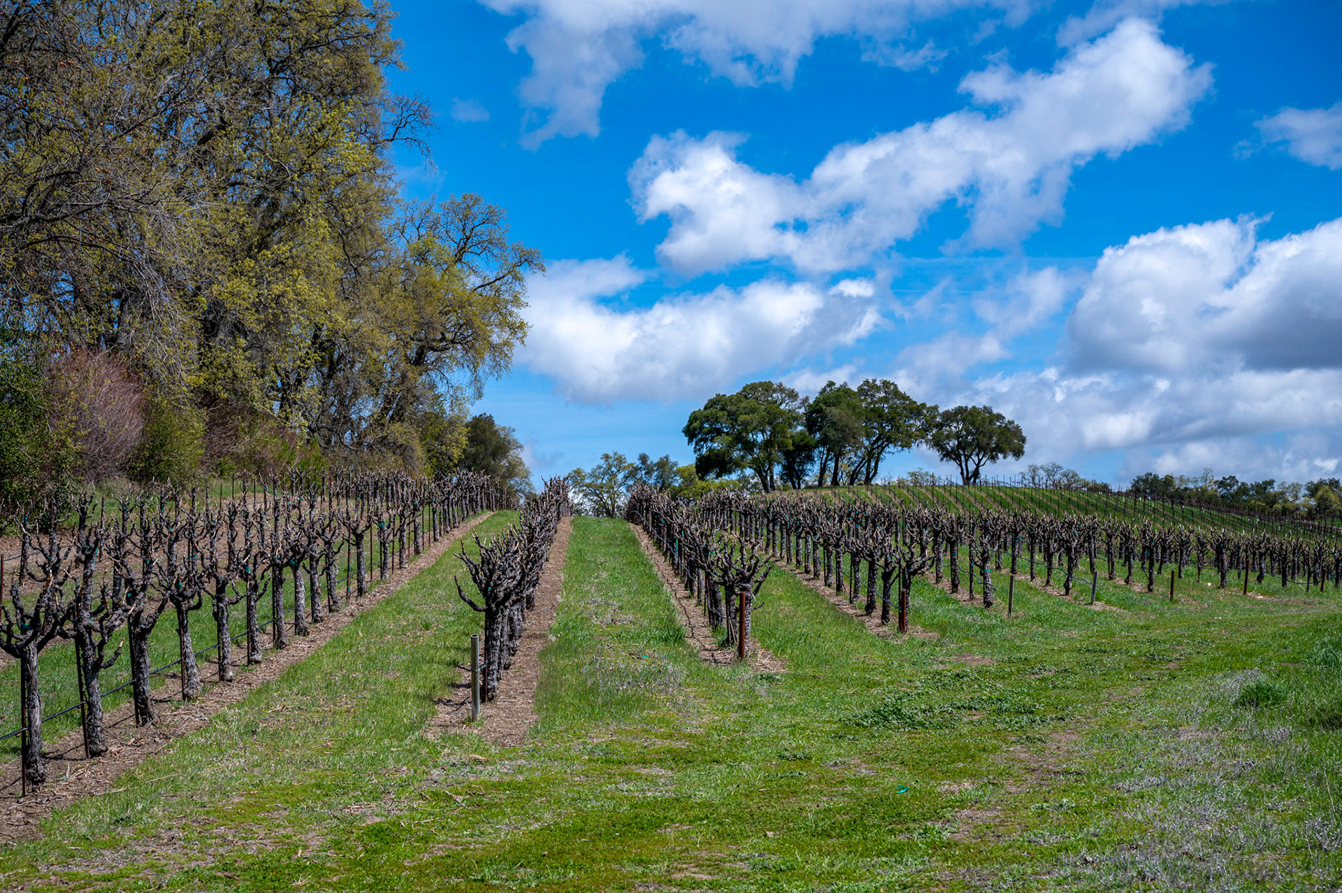 Paso Robles Wine Country, Paso Robles, California