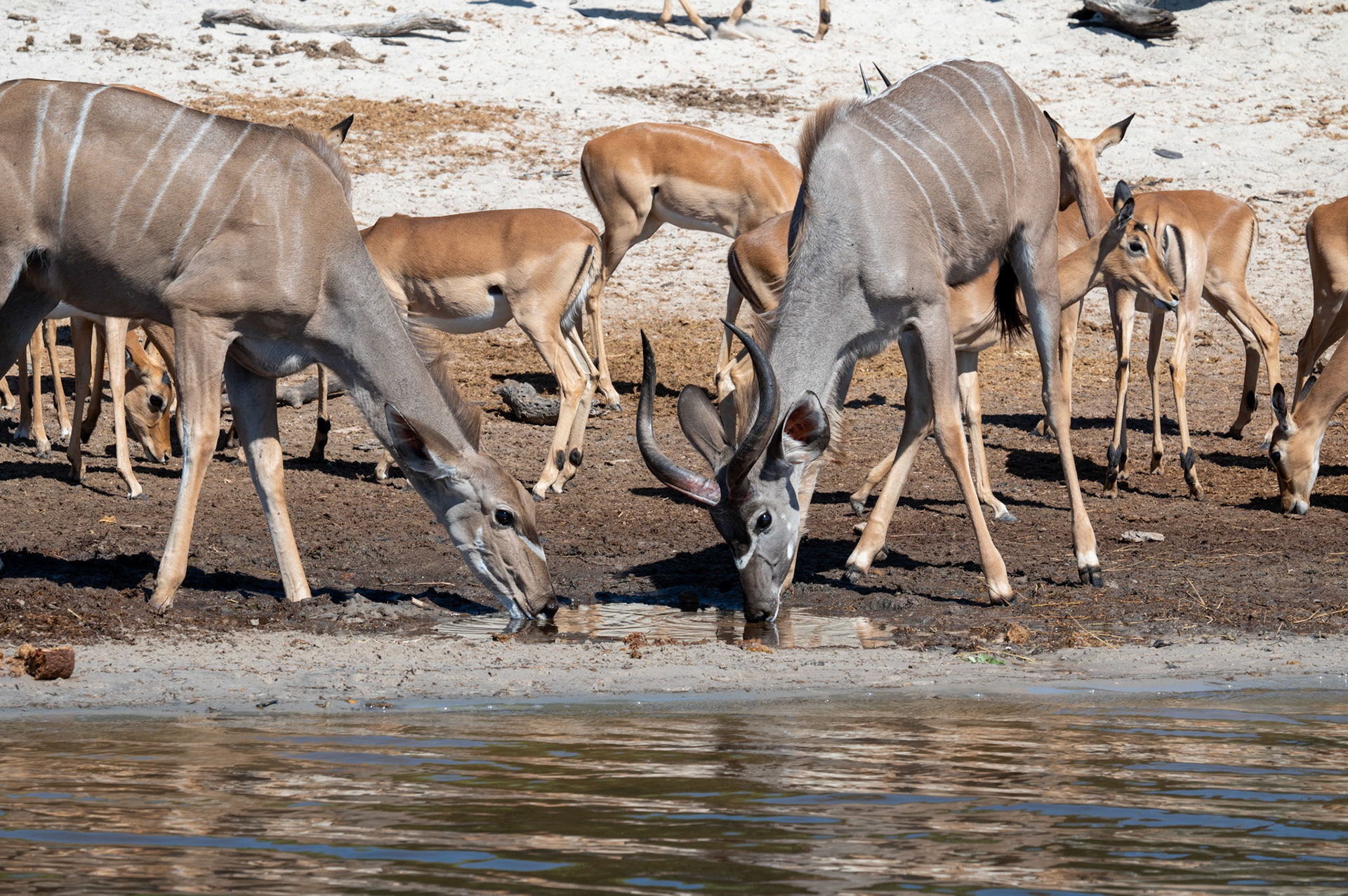 Kudu and Impala herd at the watering hole, Chobe National Park, Botswana, Africa