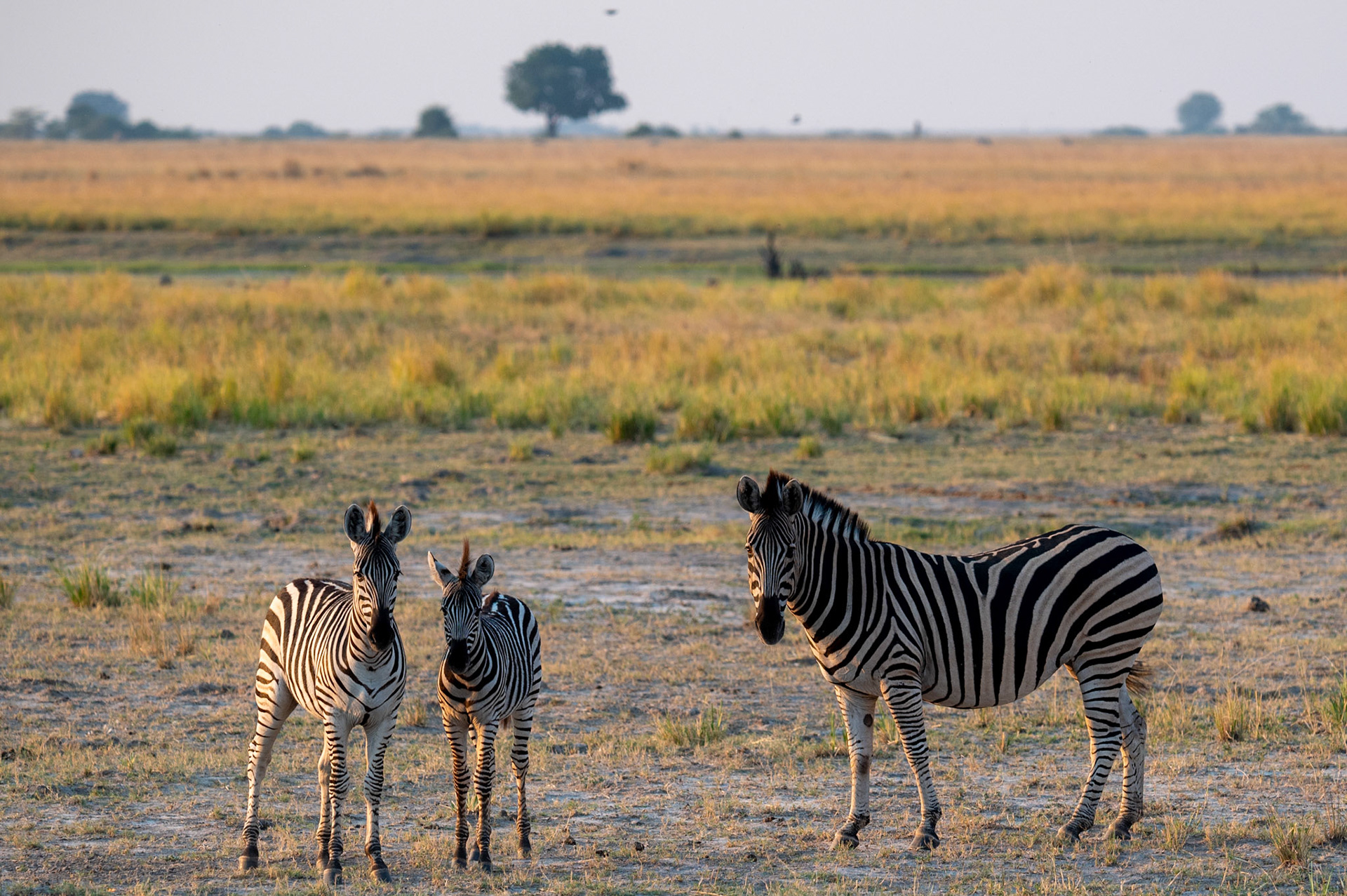Zebra, Chobe National Park, Botswana, Africa