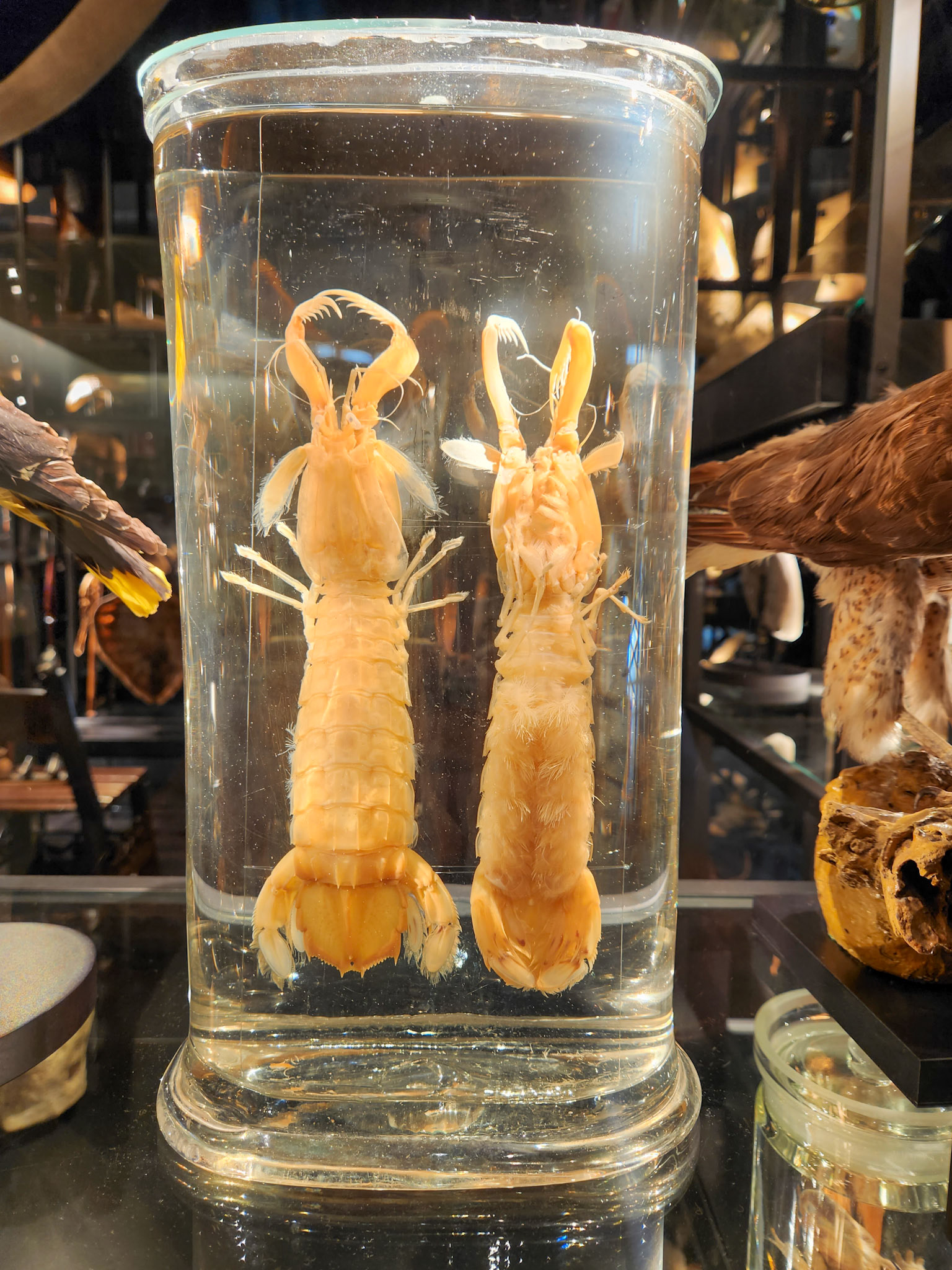 Cabinet of Curiosities @ Museu de Lagos, Lagos Portugal