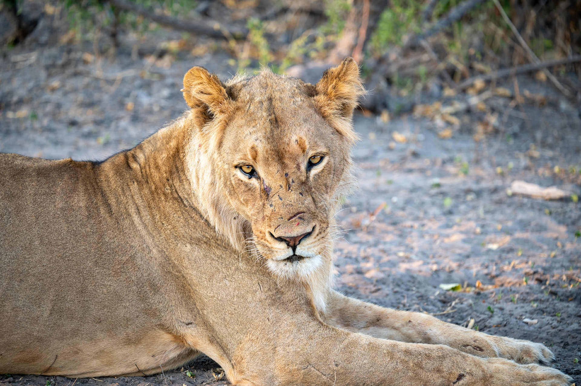 Battle scared male lion, Chobe National Park, Botswana, Africa