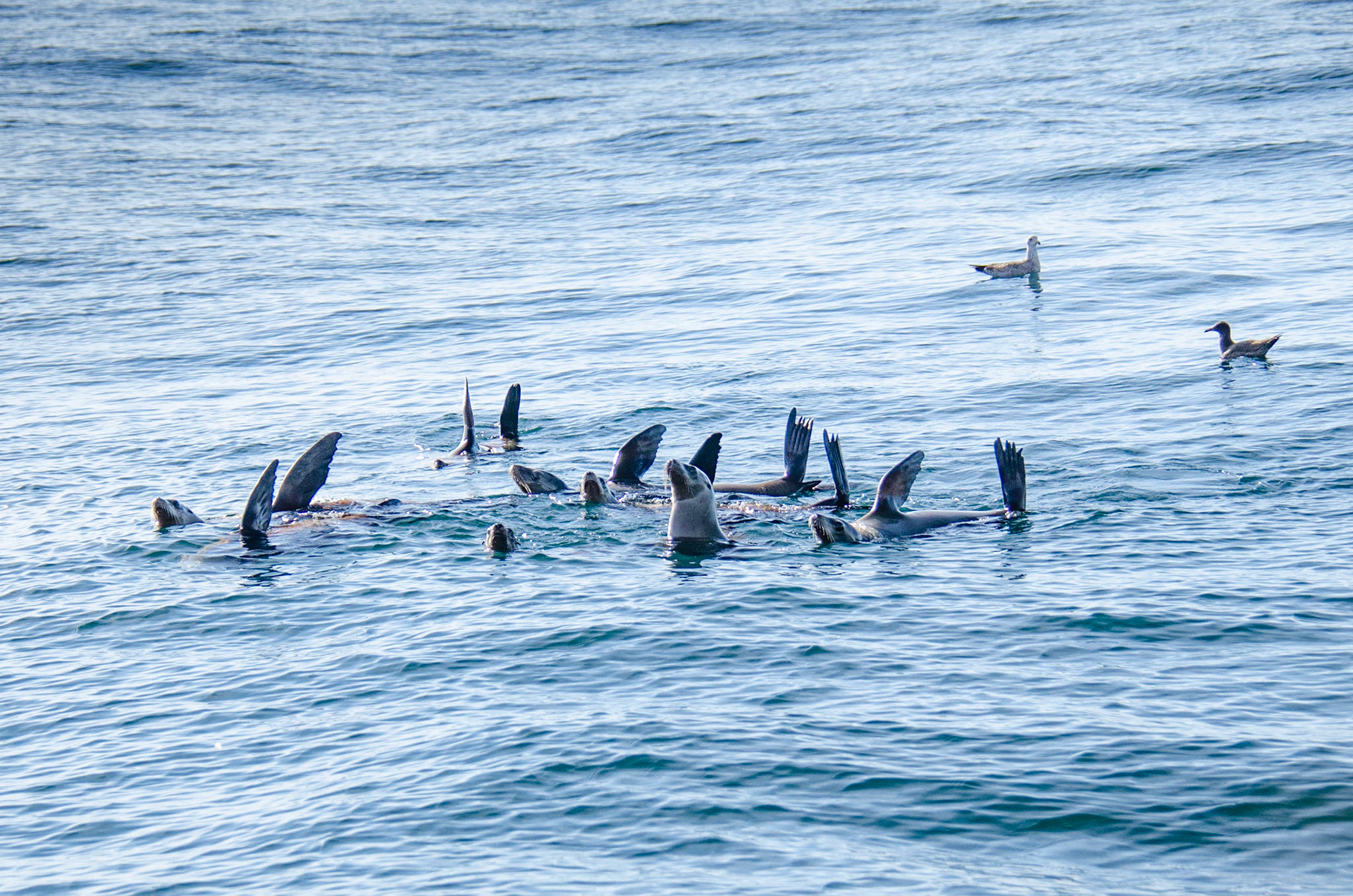 Seals waiving, Santa Barbara Channel