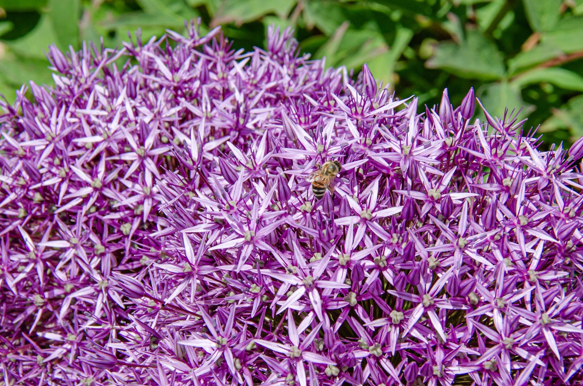 VanDusen Botanical Garden, Vancouver, Canada