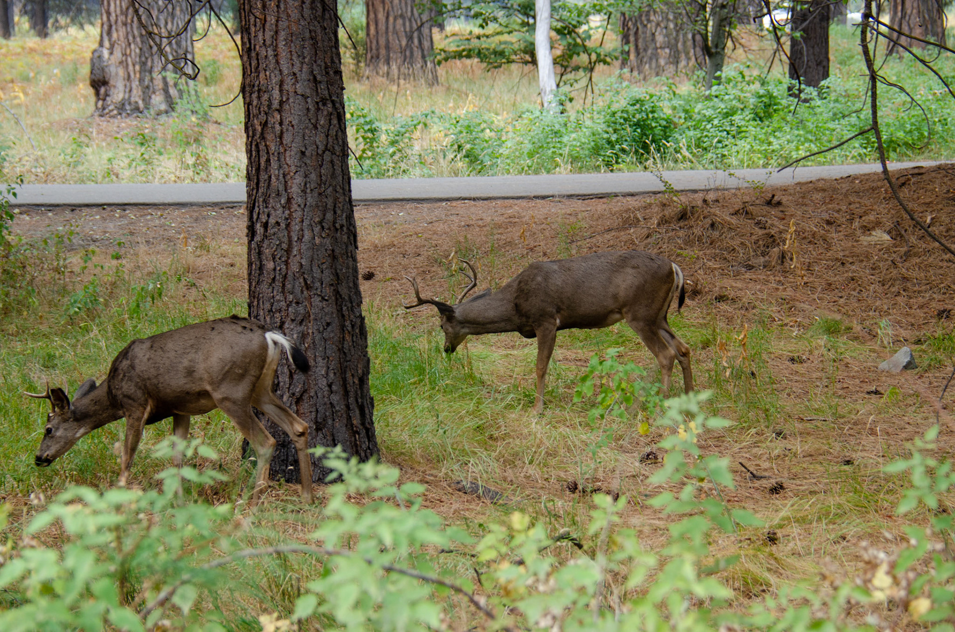 Yosemite, California