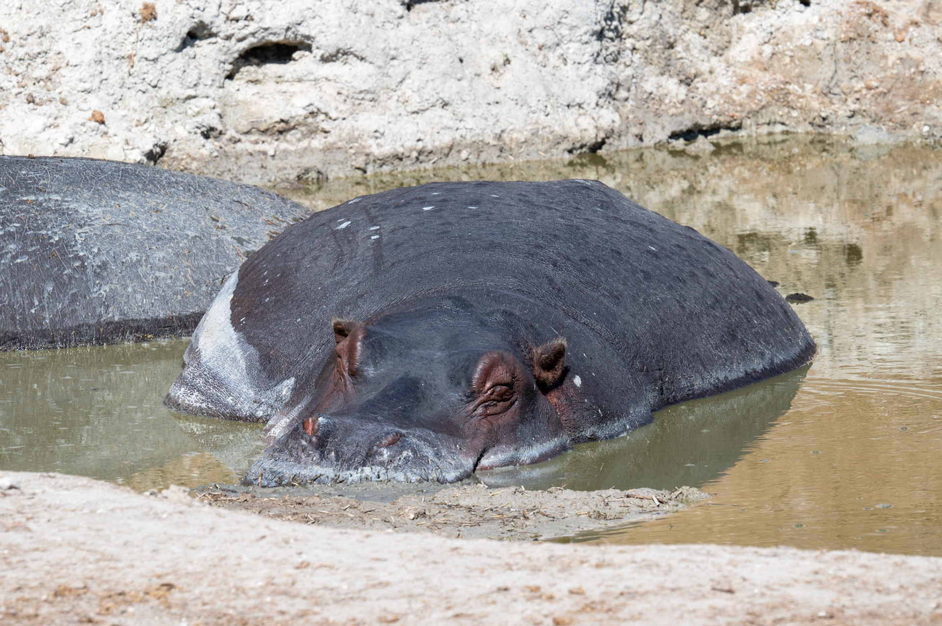 Lazy wallowing Hippos, Chobe National Park, Botswana, Africa