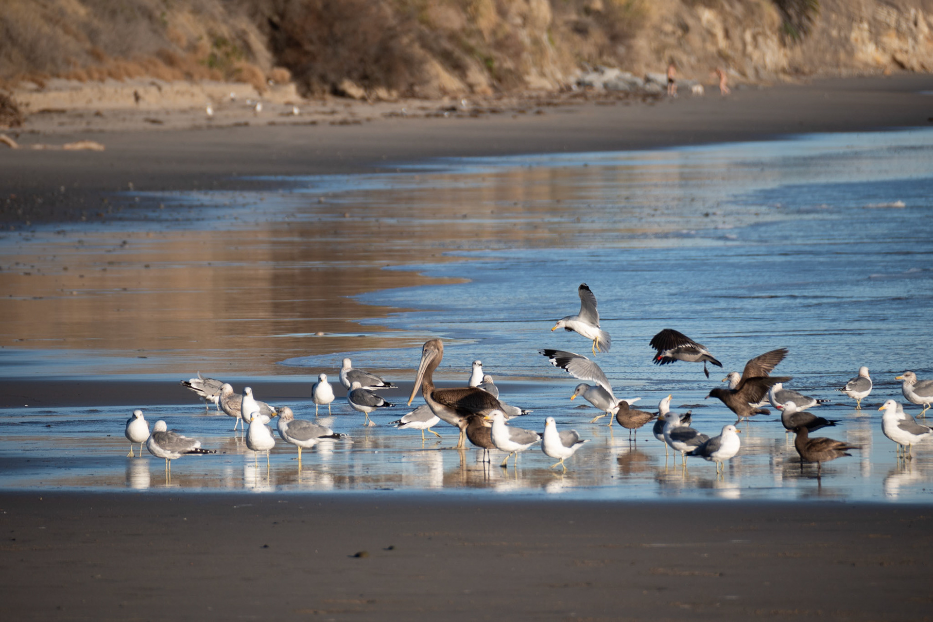 Jalama Beach, California