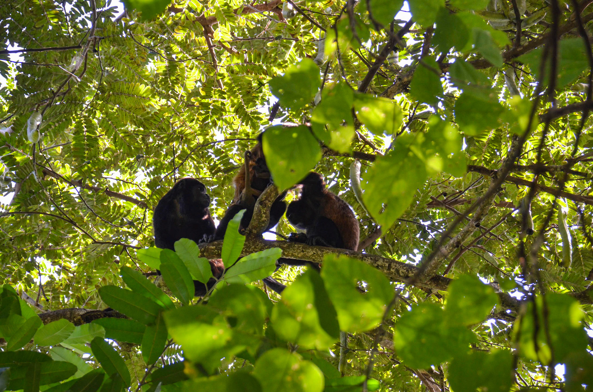 Howler Monkey @ Parque Nacional Manuel Antonio, Costa Rica