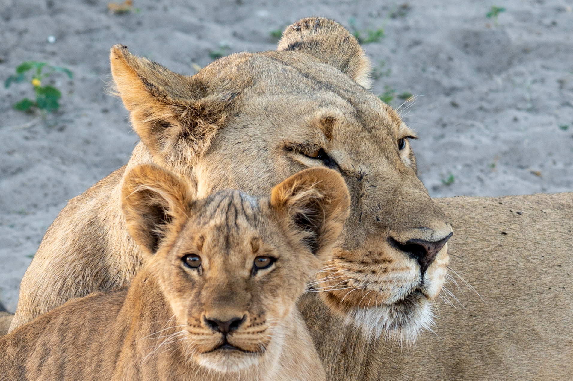 Female lion with cubs, Chobe National Park, Botswana, Africa