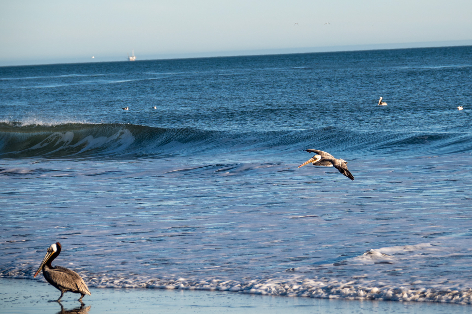Pelicans @ Jalama Beach, California
