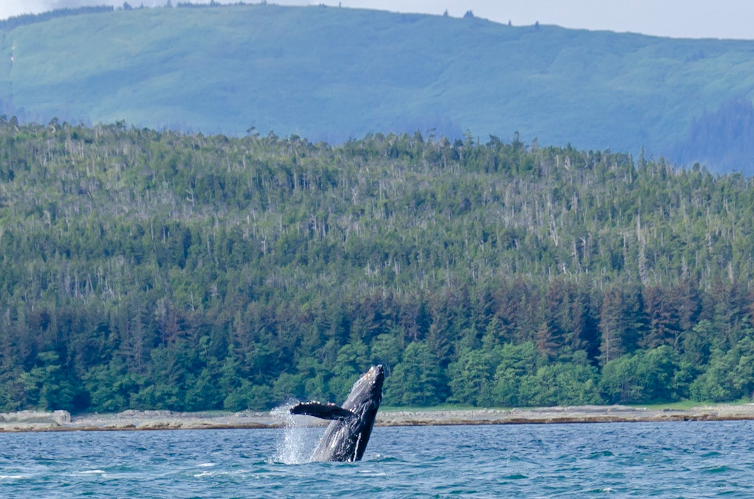 Whales near Juneau, Alaska