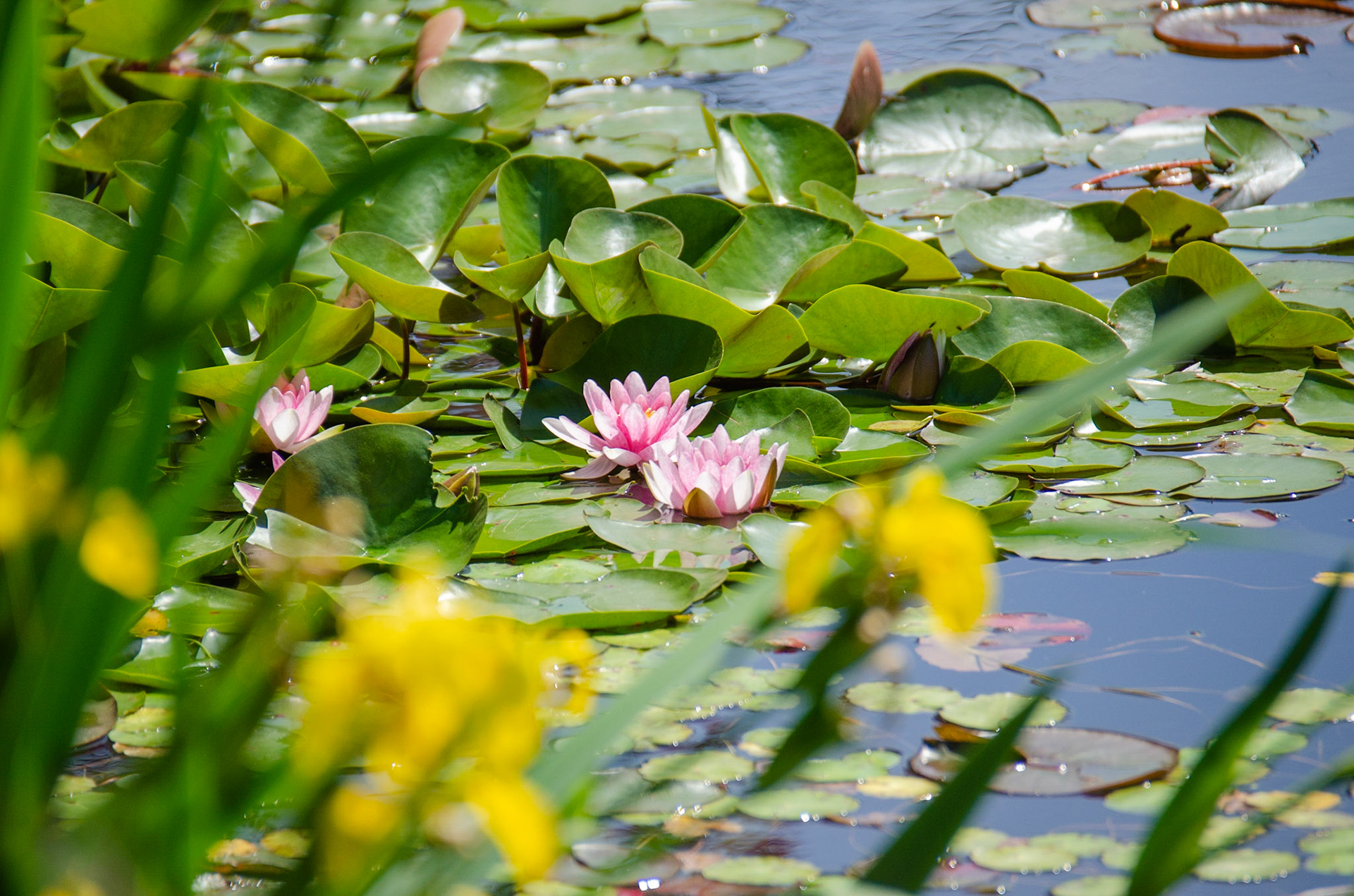 VanDusen Botanical Garden, Vancouver, Canada
