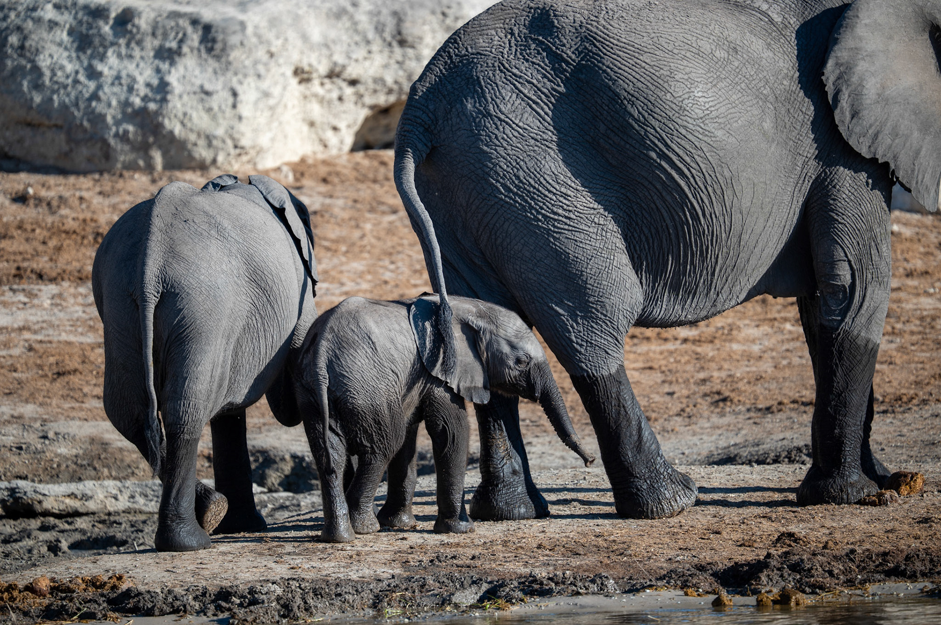Elephant family departing the waterhole, Chobe National Park, Botswana, Africa
