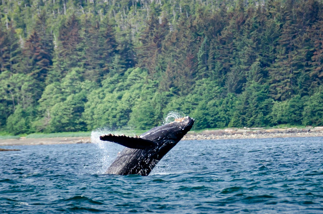 Whales near Juneau, Alaska