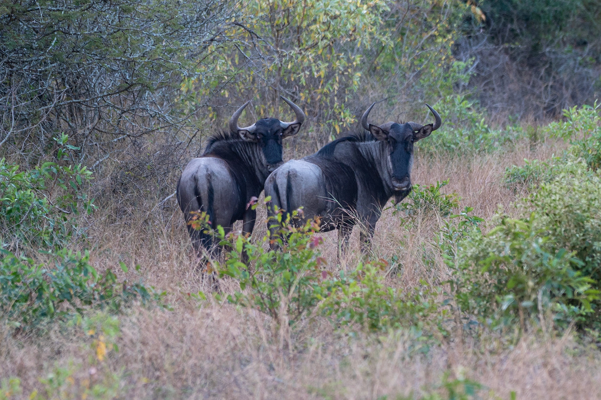 Gnu (Wildebeest) @ AM Game Park near Kruger, South Africa