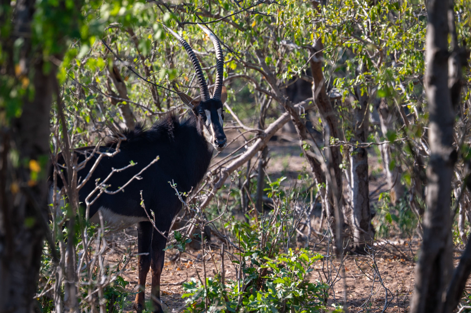 Rare Sable, Chobe National Park, Botswana, Africa