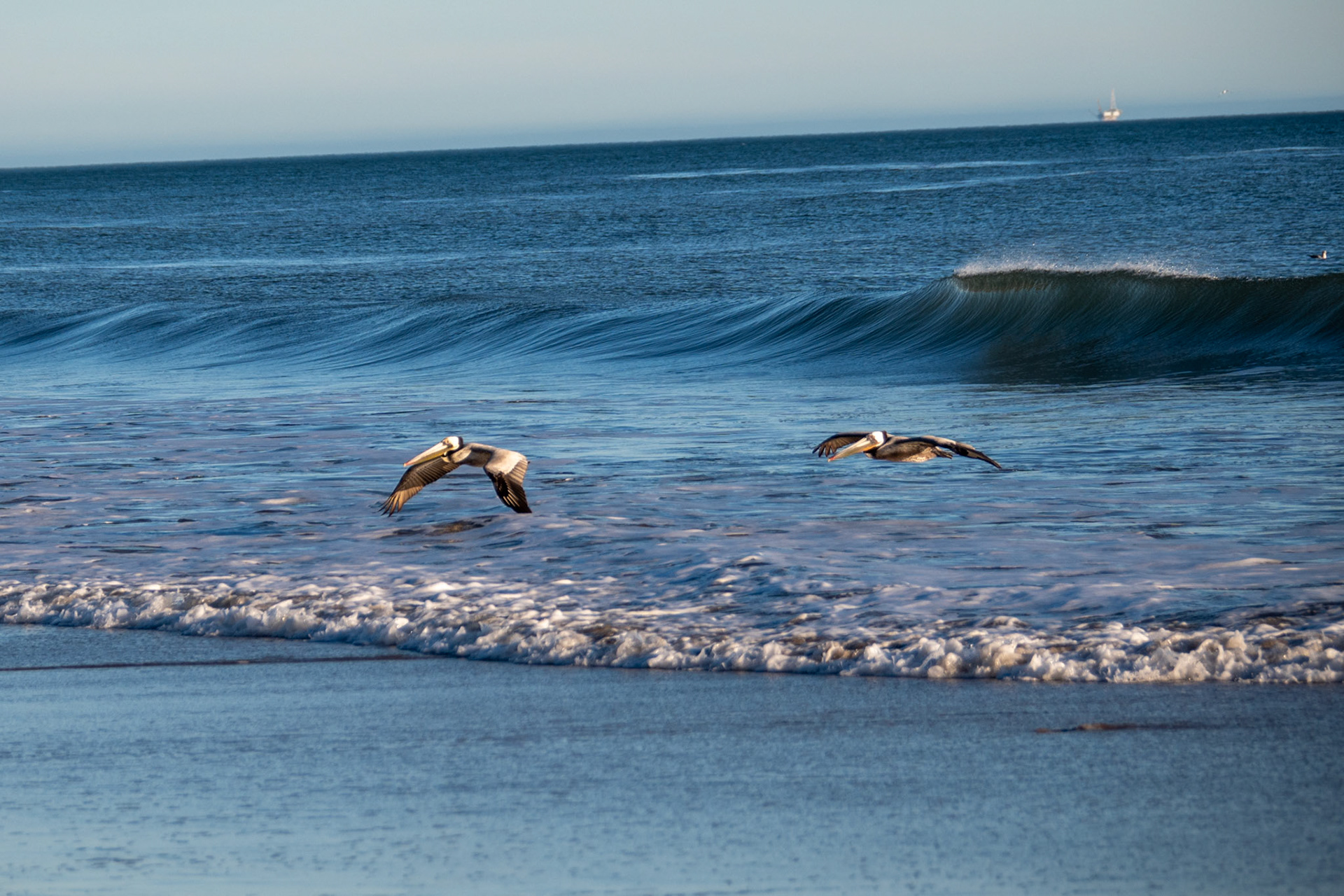 Pelicans @ Jalama Beach, California